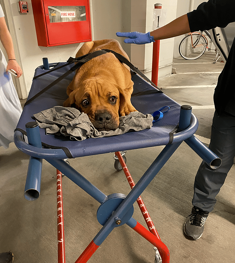 Kobe in hospital rushing for surgery